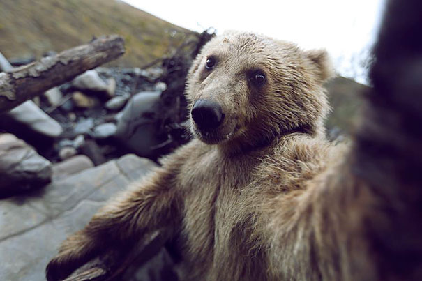 Fotos que parecem autorretratos de bicho