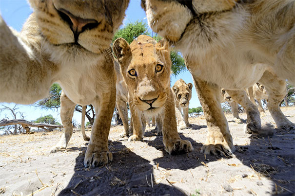 Fotos que parecem autorretratos de bicho