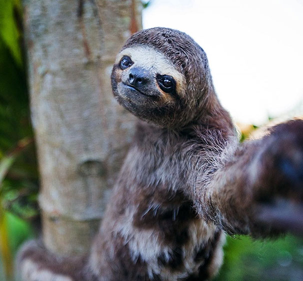 Fotos que parecem autorretratos de bicho