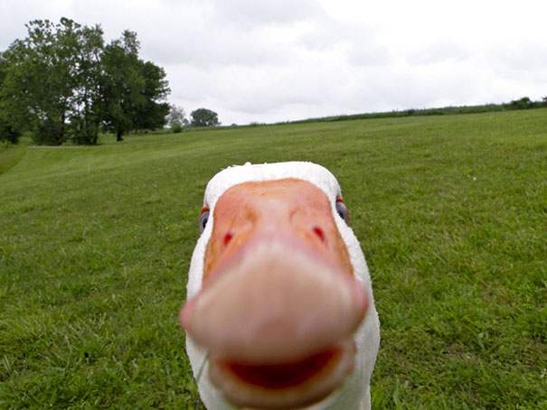 Fotos que parecem autorretratos de bicho