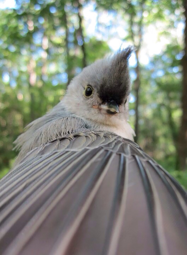 Fotos que parecem autorretratos de bicho