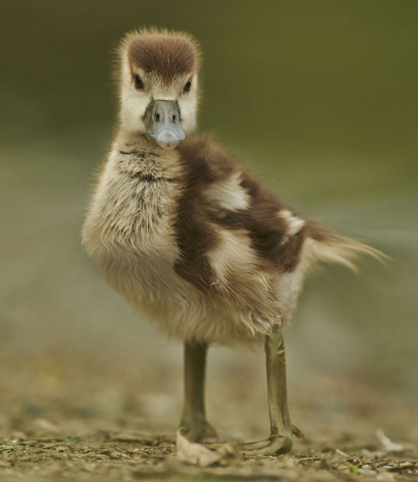Aditya Aryanto criou série de imagens de animais deixando-os em formas cúbicas