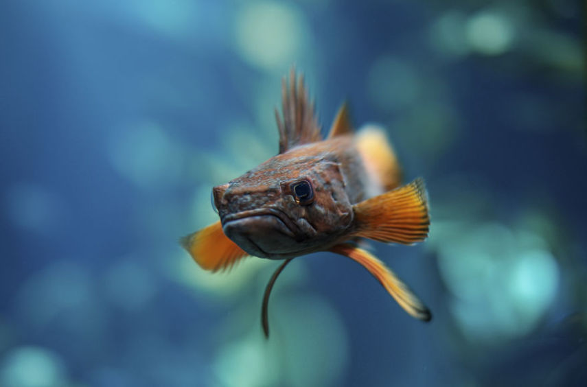 Aditya Aryanto criou série de imagens de animais deixando-os em formas cúbicas