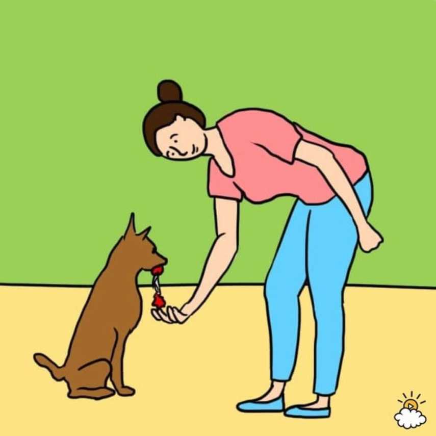 Cães mostram que se preocupam trazendo seus brinquedos preferidos até você. A especialista Jennifer Hammond observa: 