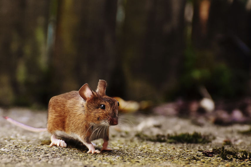 Aditya Aryanto criou série de imagens de animais deixando-os em formas cúbicas