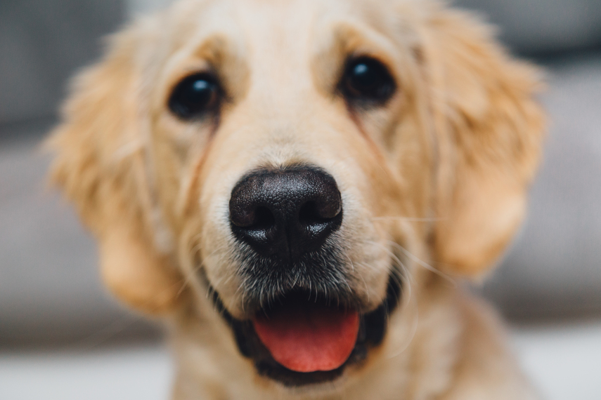 “Por exemplo, sempre que você for fazer um carinho, peça para ele sentar, deitar, dar a pata. Se você dedicar 30 minutos diários para treinar o adestramento, seu cão aprenderá a obedecê-lo e você logo notará a diferença”.