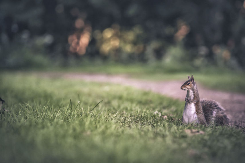 Aditya Aryanto criou série de imagens de animais deixando-os em formas cúbicas
