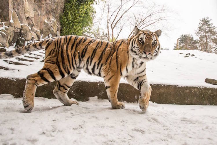 Com zoo fechado pela neve, animais congelados lidam com frio nos EUA