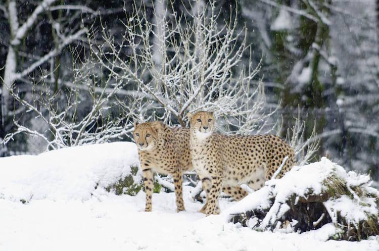 Com zoo fechado pela neve, animais congelados lidam com frio nos EUA