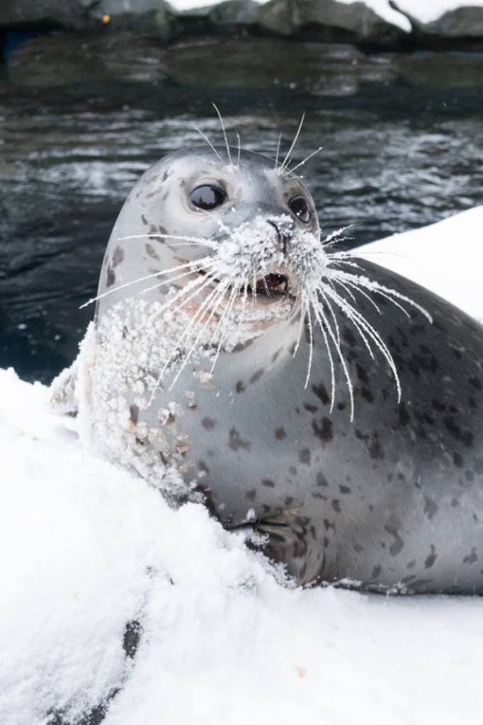 Com zoo fechado pela neve, animais congelados lidam com frio nos EUA