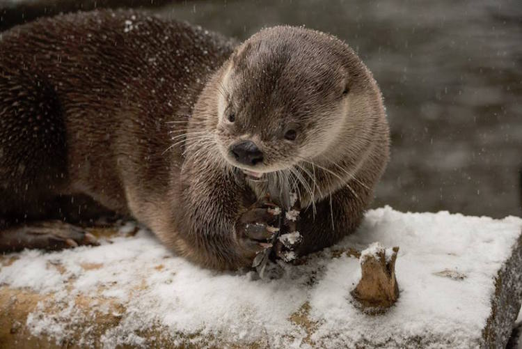 Com zoo fechado pela neve, animais congelados lidam com frio nos EUA