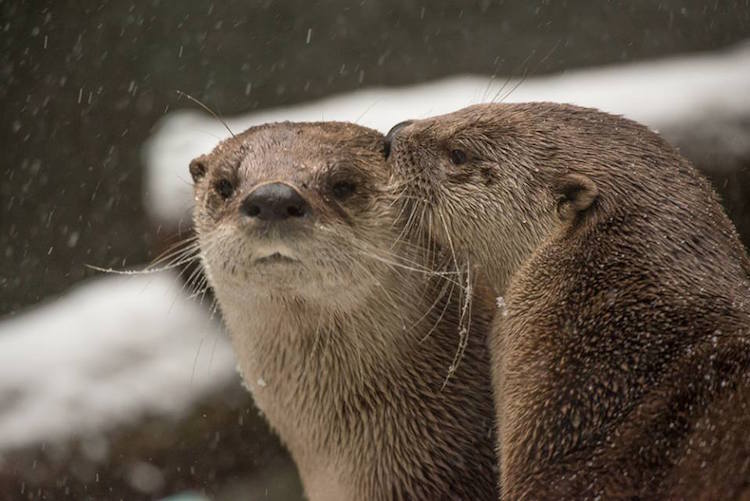 Com zoo fechado pela neve, animais congelados lidam com frio nos EUA