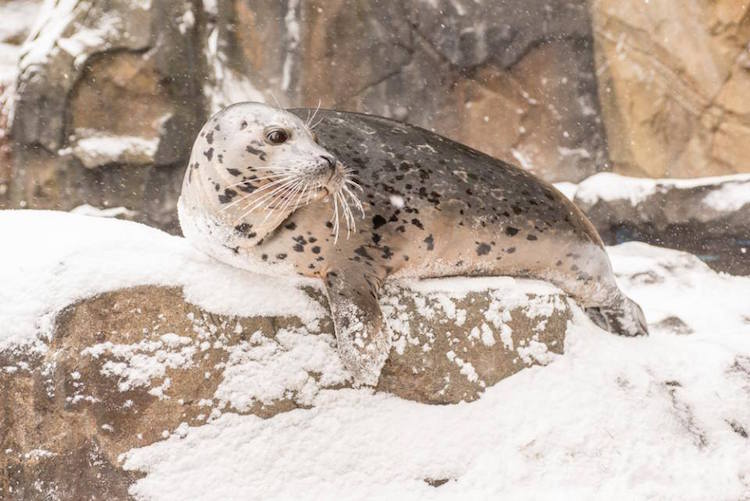 Com zoo fechado pela neve, animais congelados lidam com frio nos EUA