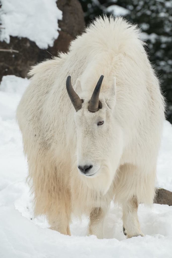 Com zoo fechado pela neve, animais congelados lidam com frio nos EUA