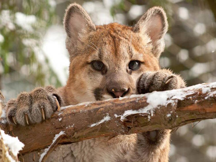 Com zoo fechado pela neve, animais congelados lidam com frio nos EUA