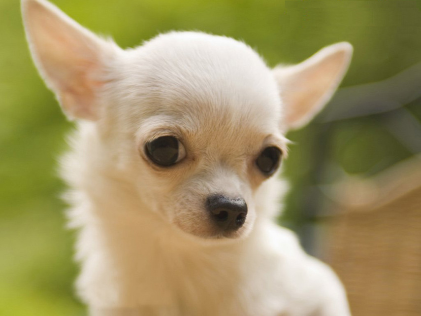 Deve ser oferecida imediatamente, caso contrário, o cachorro não irá associá-la à resposta correta a um comando. Por exemplo, se você pediu para o seu cão se sentar e ele o atendeu, a recompensa deve ser oferecida logo em seguida.