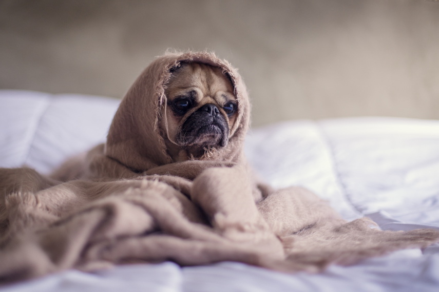 É mais fácil que o cão memorize uma única palavra do que frases inteiras, por isso, seja objetivo e repita sempre os mesmos comandos.