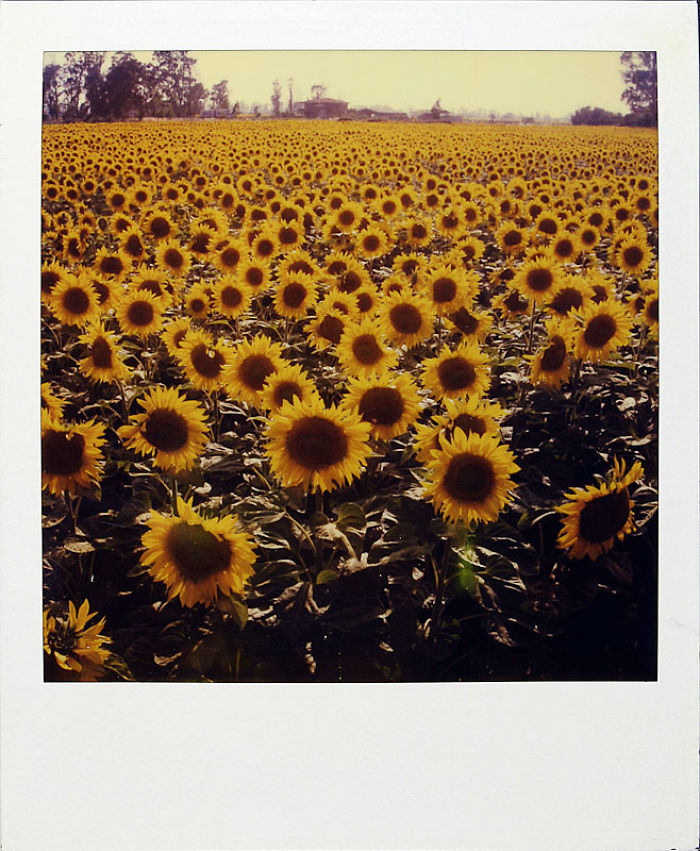 Por 18 anos, fotógrafo tirou Polaroid por dia