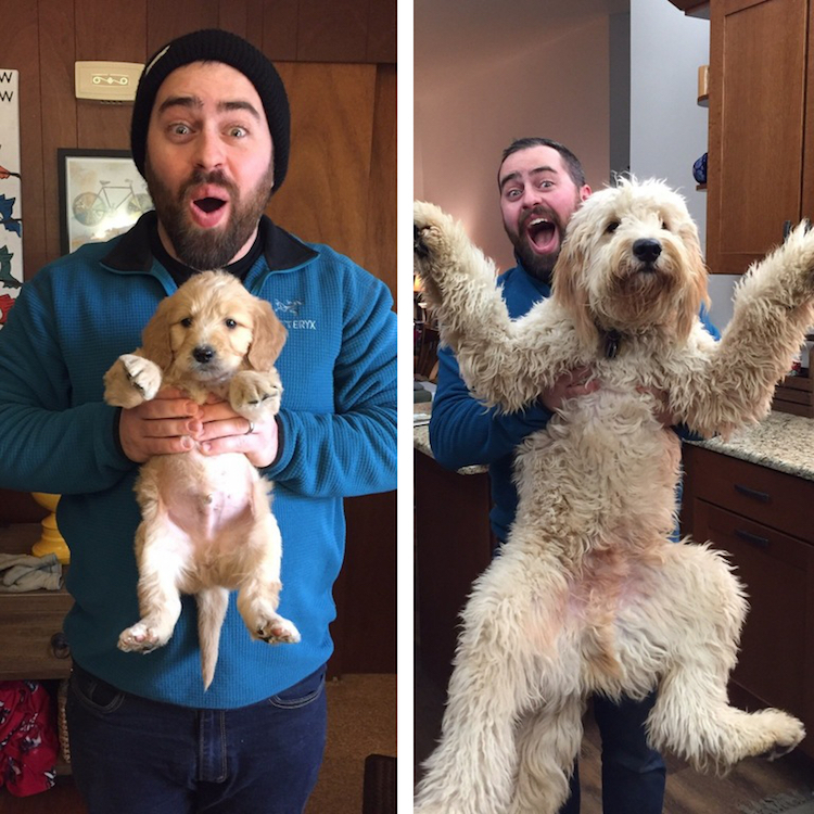 Série mostra antes e depois de cachorros