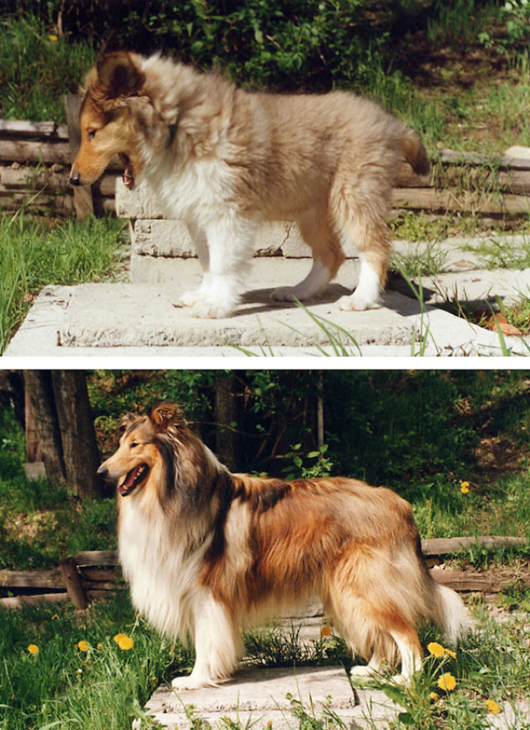 Série mostra antes e depois de cachorros