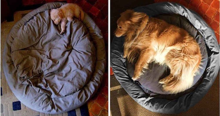 Série mostra antes e depois de cachorros