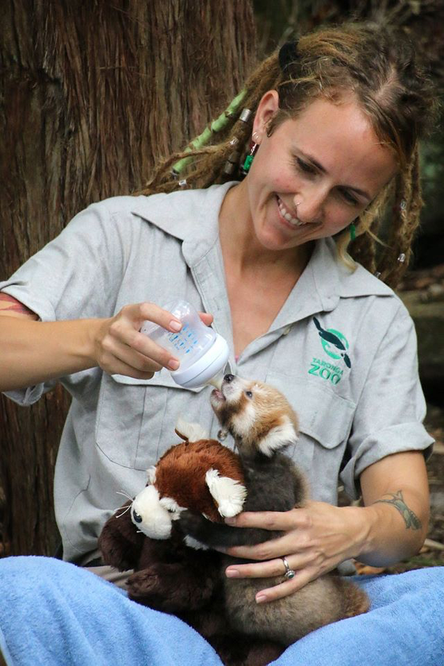 Panda vermelho filhote se encanta com bicho de pelúcia