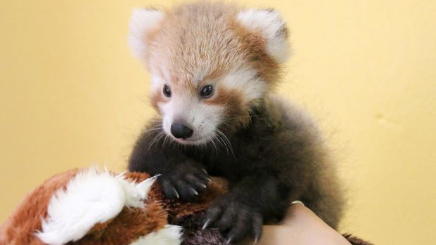 Panda vermelho filhote se encanta com bicho de pelúcia