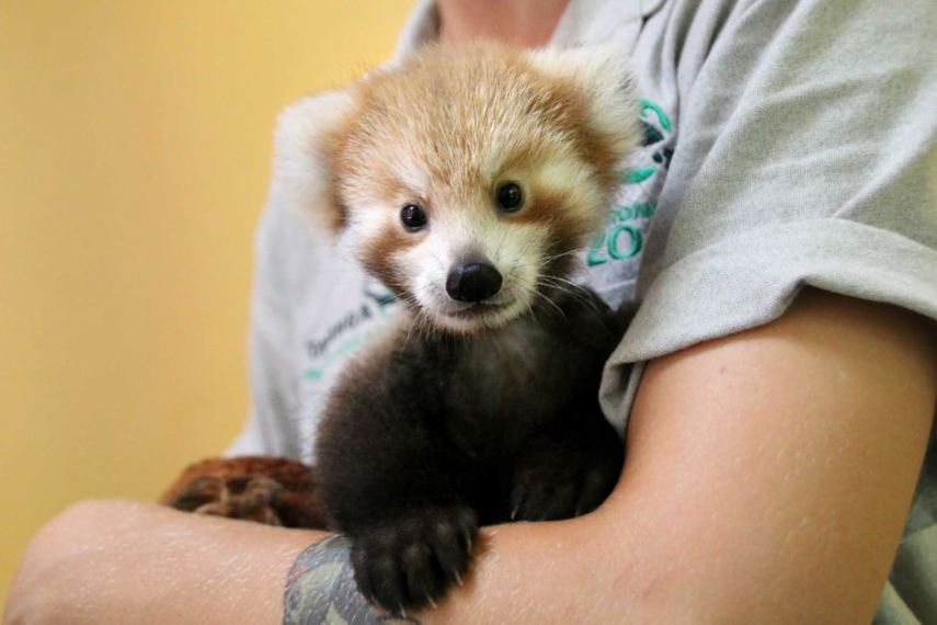 Panda vermelho filhote