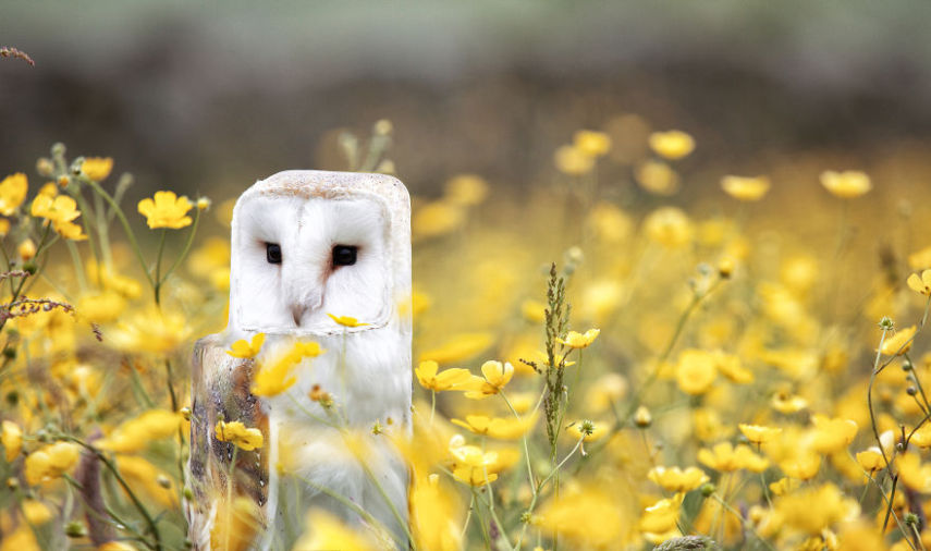 Aditya Aryanto criou série de imagens de animais deixando-os em formas cúbicas