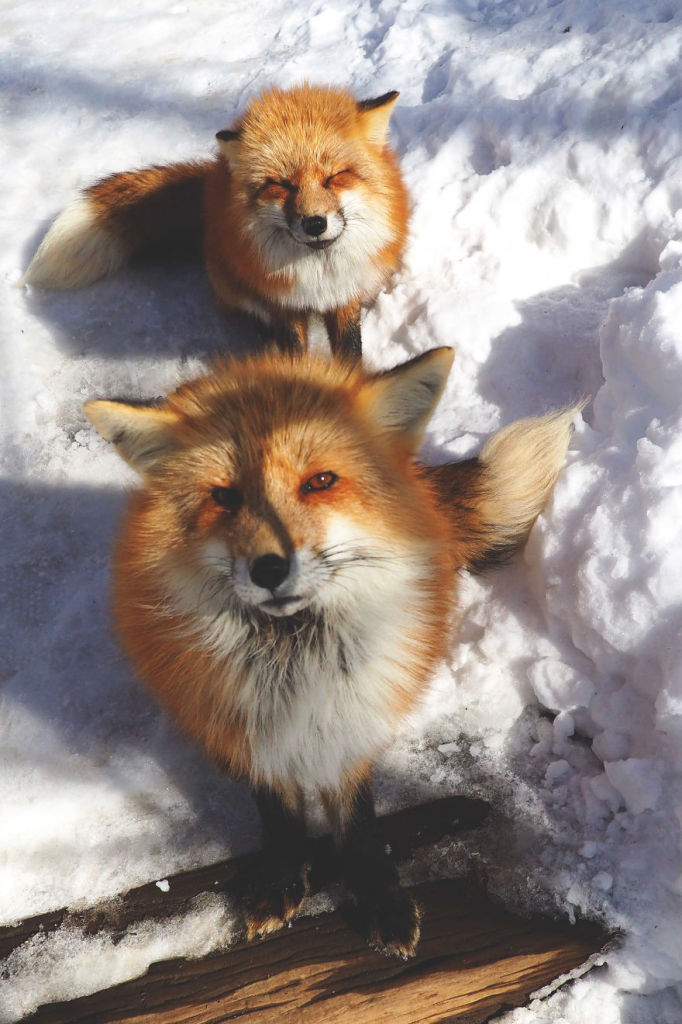 Localizada em Shiroishi, Myiagi, essa vila é dedicada exclusivamente a belas e simpáticas raposinhas da neve. Basta seguir as recomendações dos cuidadores e evitar mordidas indesejadas. Coisa mais fofa da vida!