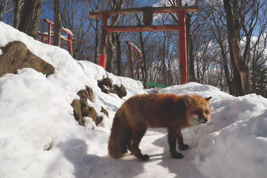 Localizada em Shiroishi, Myiagi, essa vila é dedicada exclusivamente a belas e simpáticas raposinhas da neve. Basta seguir as recomendações dos cuidadores e evitar mordidas indesejadas. Coisa mais fofa da vida!