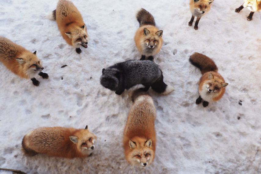 Localizada em Shiroishi, Myiagi, essa vila é dedicada exclusivamente a belas e simpáticas raposinhas da neve. Basta seguir as recomendações dos cuidadores e evitar mordidas indesejadas. Coisa mais fofa da vida!