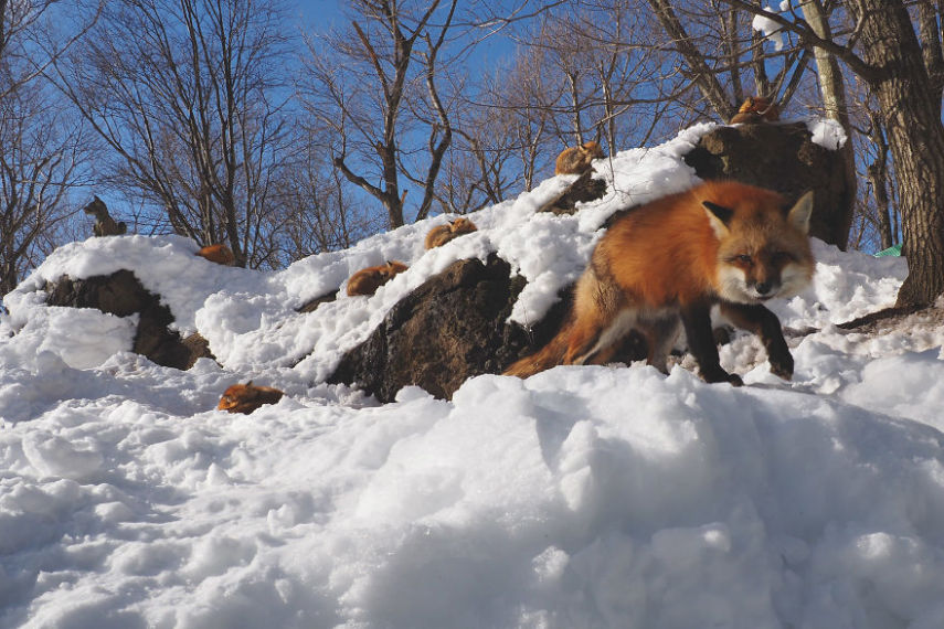 Localizada em Shiroishi, Myiagi, essa vila é dedicada exclusivamente a belas e simpáticas raposinhas da neve. Basta seguir as recomendações dos cuidadores e evitar mordidas indesejadas. Coisa mais fofa da vida!