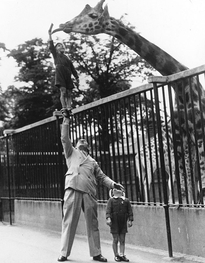 Passeando no zoológico, em Londres, 1950