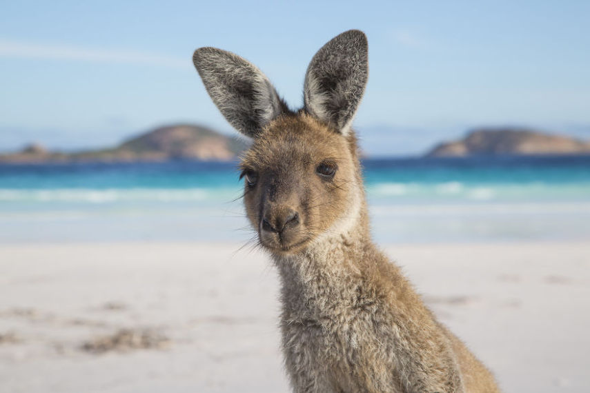 Tom Rex Jessett é um fotógrafo da Nova Zelândia que passou nove meses viajando pela Austrália e tirou fotos impressionantes