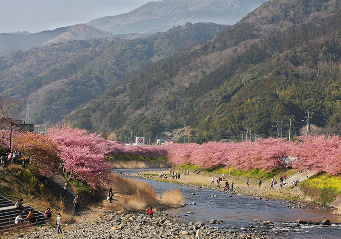 A pequena cidade é famosa por suas 8 mil cerejeiras que florescem cedo todos os anos, deixando a paisagem exuberante e recebendo milhões de visitantes em fevereiro