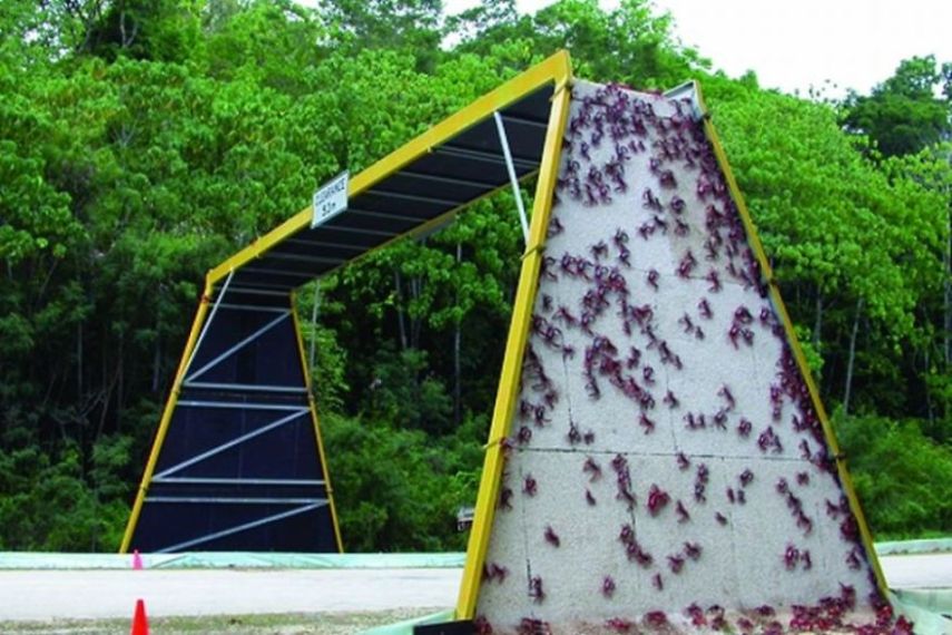 Alguns países resolveram agir e tentar salvar a vida selvagem com pontes para animais em estradas 