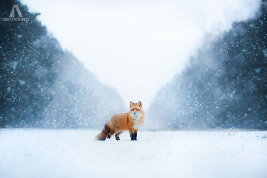 Raposa Freya fotografada por Iza Łysoń