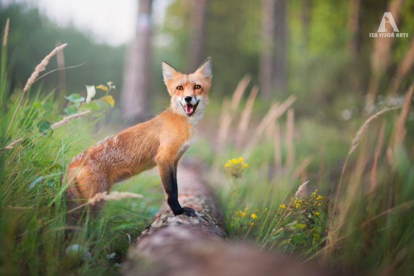 Raposa Freya fotografada por Iza Łysoń