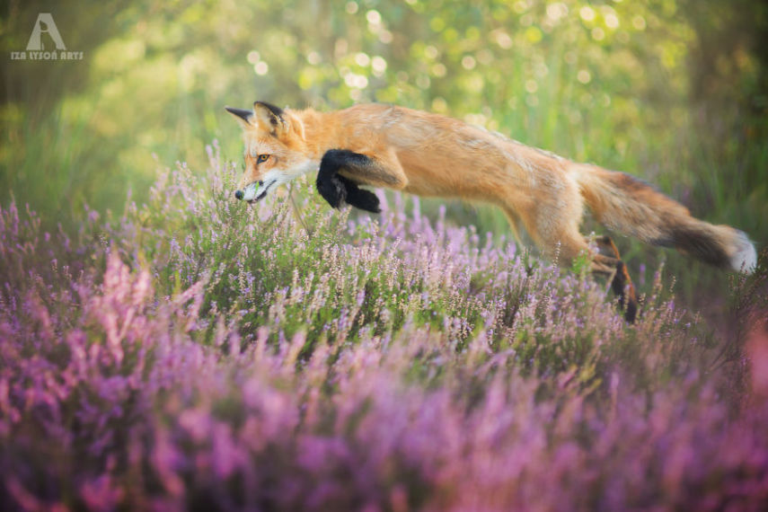 Raposa Freya fotografada por Iza Łysoń
