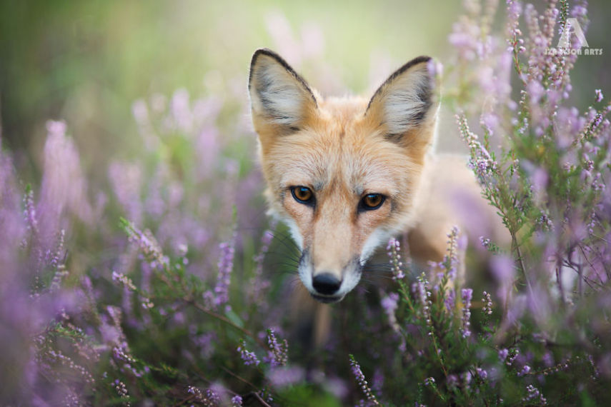 Raposa Freya fotografada por Iza Łysoń