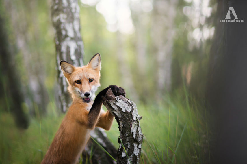 Raposa Freya fotografada por Iza Łysoń