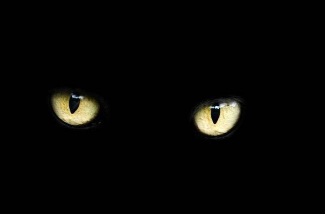 Demon Cat, também conhecido como D.C., é um suposto gato fantasma que assombra Washington, D.C.