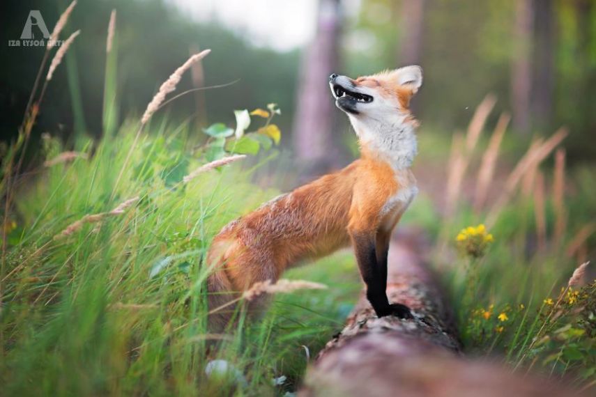 Raposa Freya fotografada por Iza Łysoń