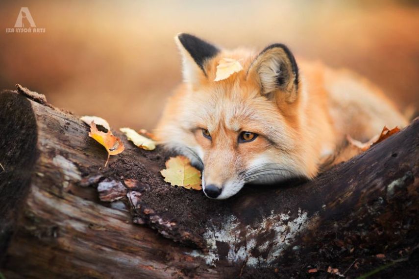 Raposa Freya fotografada por Iza Łysoń