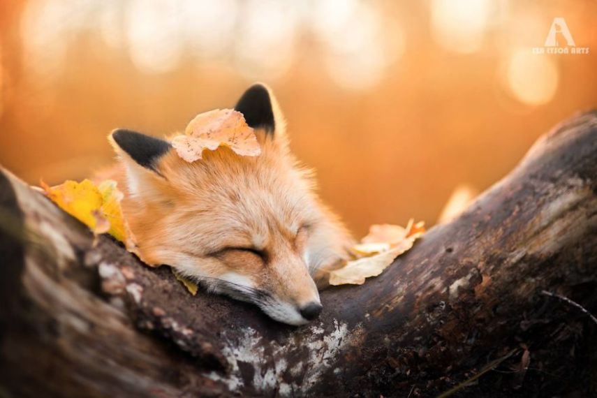 Raposa Freya fotografada por Iza Łysoń