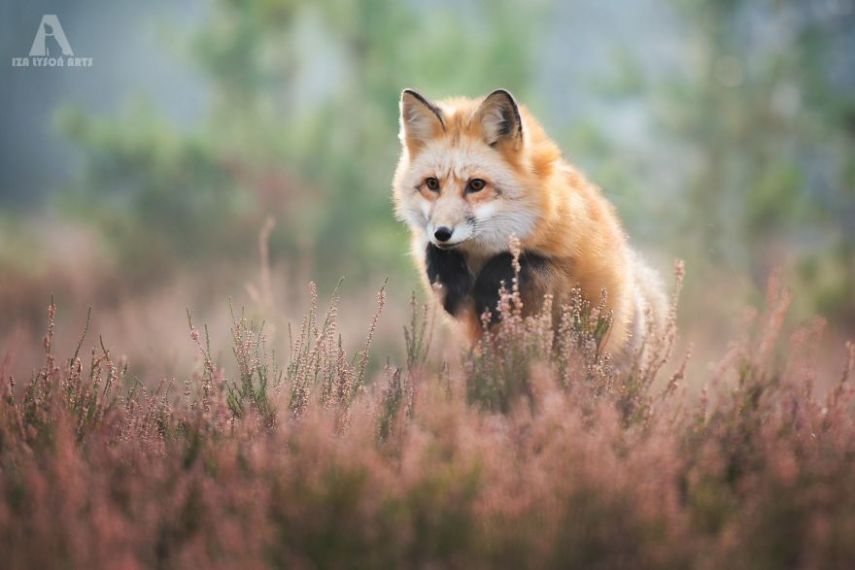 Raposa Freya fotografada por Iza Łysoń
