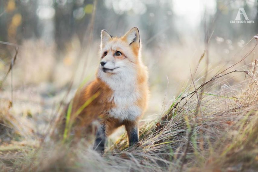 Raposa Freya fotografada por Iza Łysoń