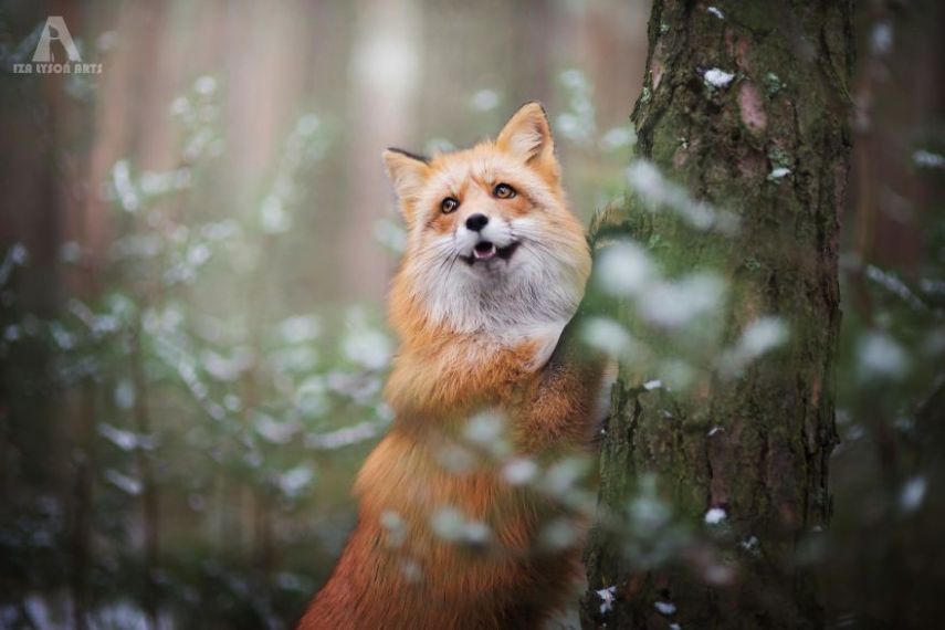 Raposa Freya fotografada por Iza Łysoń
