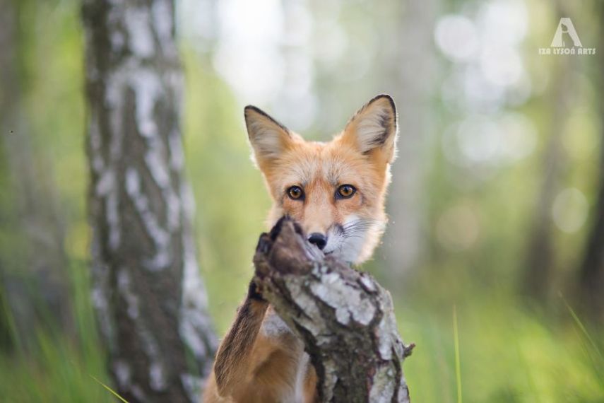 Raposa Freya fotografada por Iza Łysoń